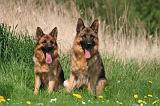 BERGER ALLEMAND 1401
